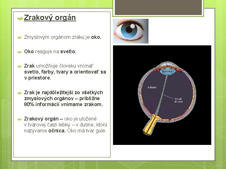  Zrakový orgán Zmyslovým orgánom zraku je oko. Oko reaguje na svetlo. Zrak umožňuje