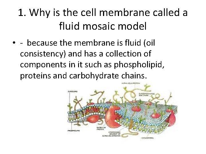 1. Why is the cell membrane called a fluid mosaic model • - because 1. Why is the cell membrane called a fluid mosaic model • - because