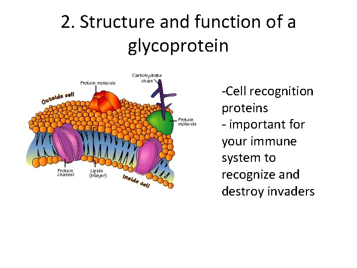 2. Structure and function of a glycoprotein -Cell recognition proteins - important for your 2. Structure and function of a glycoprotein -Cell recognition proteins - important for your