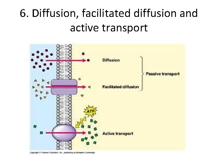 6. Diffusion, facilitated diffusion and active transport  6. Diffusion, facilitated diffusion and active transport