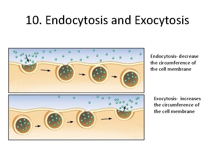 10. Endocytosis and Exocytosis Endocytosis- decrease the circumference of the cell membrane Exocytosis- increases 10. Endocytosis and Exocytosis Endocytosis- decrease the circumference of the cell membrane Exocytosis- increases
