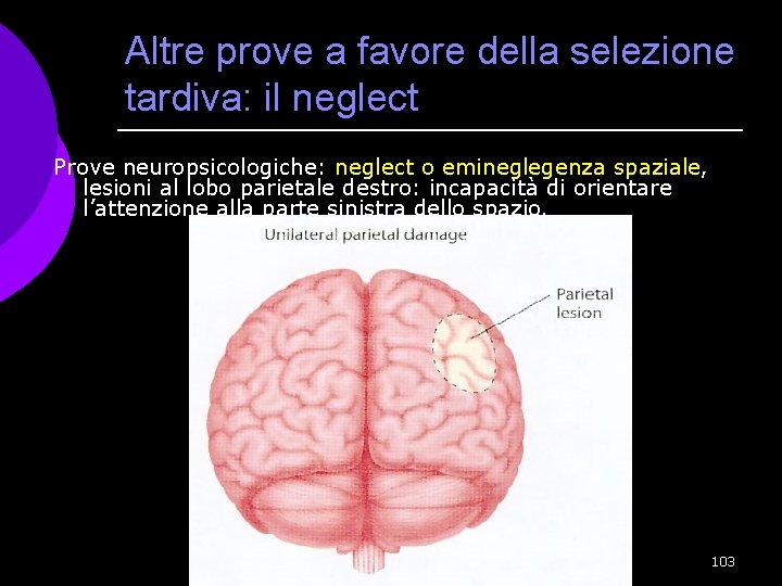 Altre prove a favore della selezione tardiva: il neglect Prove neuropsicologiche: neglect o emineglegenza