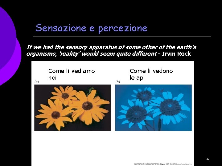 Sensazione e percezione If we had the sensory apparatus of some other of the