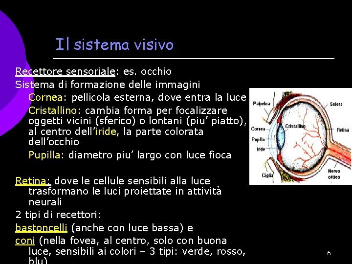 Il sistema visivo Recettore sensoriale: es. occhio Sistema di formazione delle immagini Cornea: pellicola
