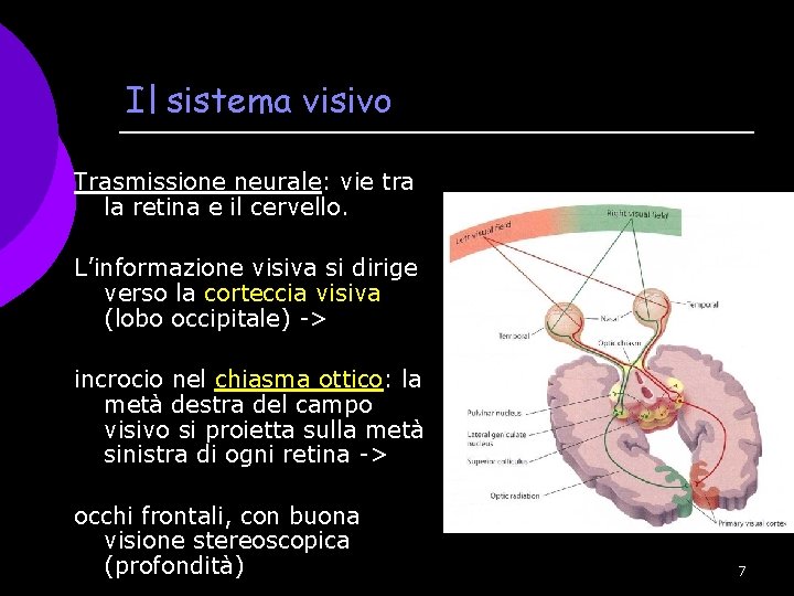 Il sistema visivo Trasmissione neurale: vie tra la retina e il cervello. L’informazione visiva