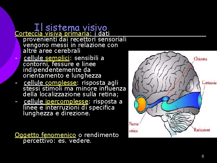 Il sistema visivo Corteccia visiva primaria: i dati provenienti dai recettori sensoriali vengono messi