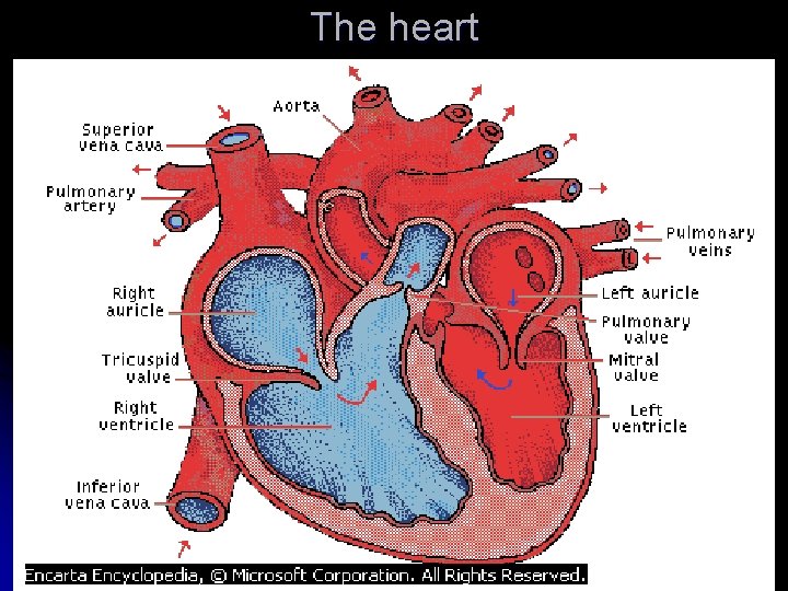 The heart 