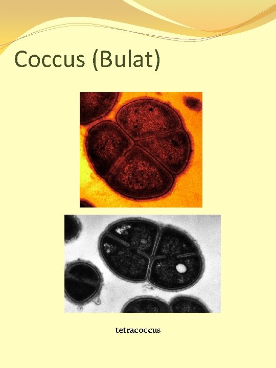 Coccus (Bulat) tetracoccus 