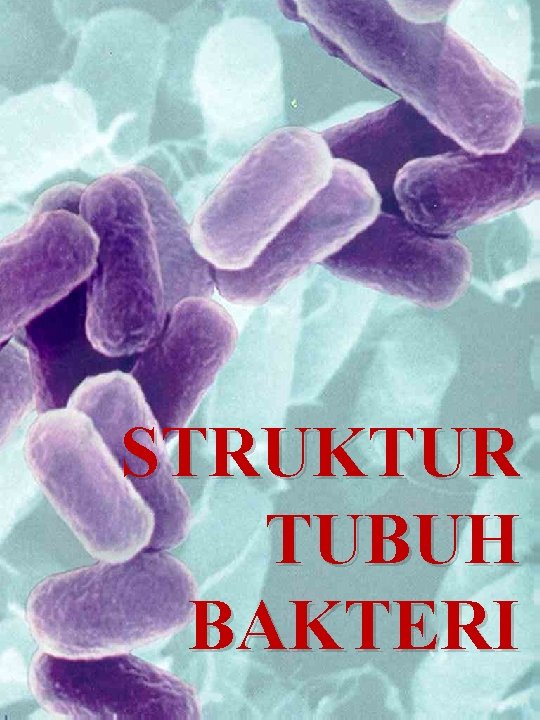 STRUKTUR TUBUH BAKTERI 