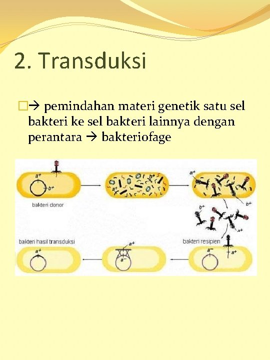 2. Transduksi � pemindahan materi genetik satu sel bakteri ke sel bakteri lainnya dengan