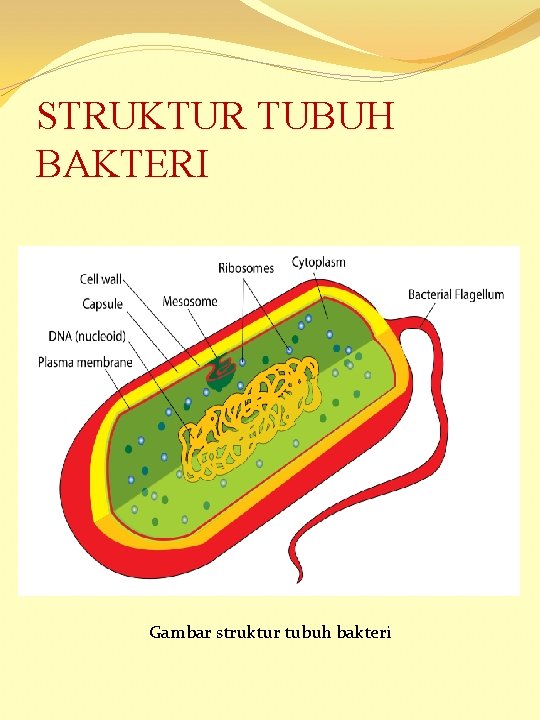 STRUKTUR TUBUH BAKTERI Gambar struktur tubuh bakteri 