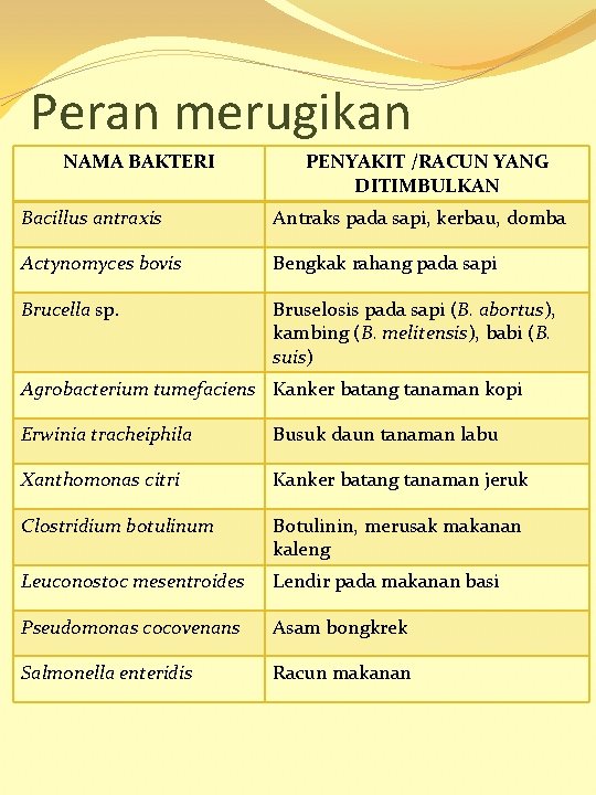 Peran merugikan NAMA BAKTERI PENYAKIT /RACUN YANG DITIMBULKAN Bacillus antraxis Antraks pada sapi, kerbau,