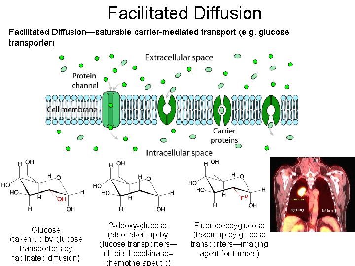 Facilitated Diffusion—saturable carrier-mediated transport (e. g. glucose transporter) Glucose (taken up by glucose transporters