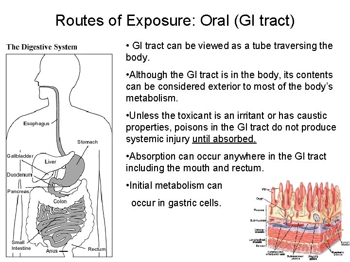 Routes of Exposure: Oral (GI tract) • GI tract can be viewed as a