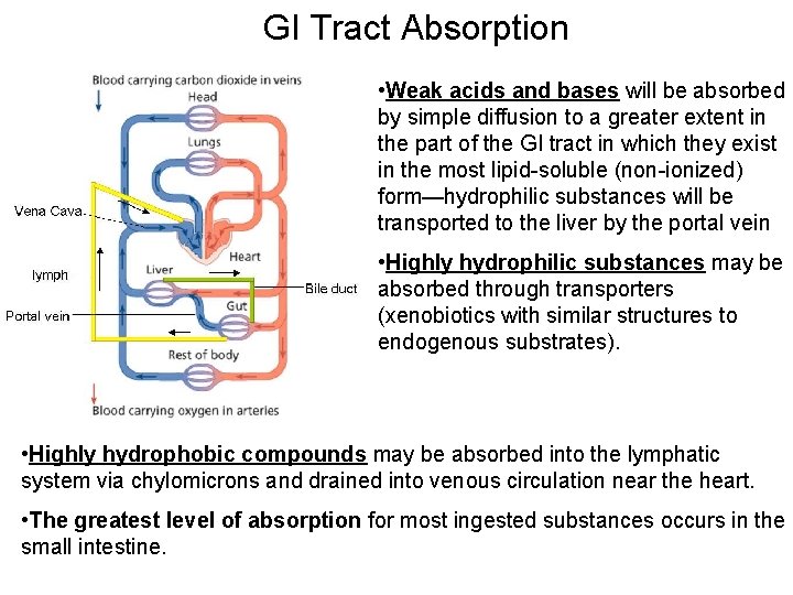 GI Tract Absorption • Weak acids and bases will be absorbed by simple diffusion
