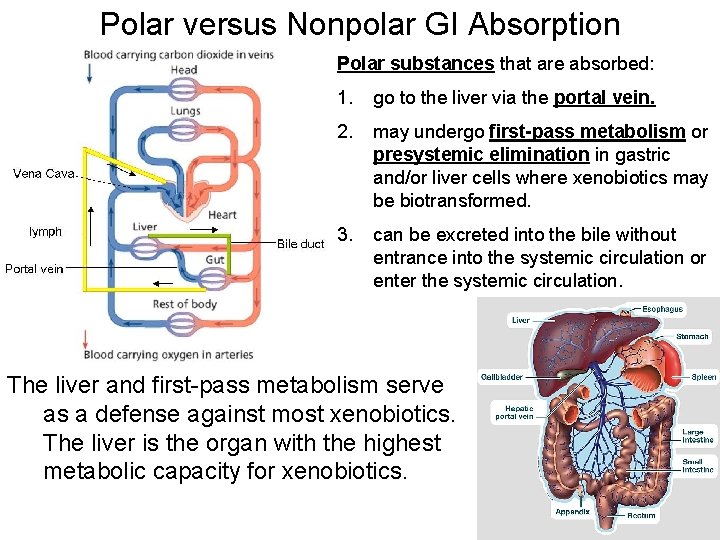 Polar versus Nonpolar GI Absorption Polar substances that are absorbed: 1. go to the