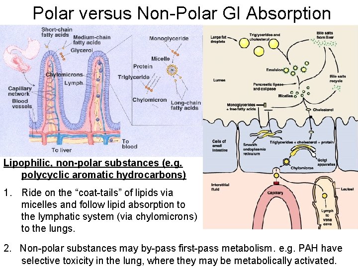Polar versus Non-Polar GI Absorption Lipophilic, non-polar substances (e. g. polycyclic aromatic hydrocarbons) 1.