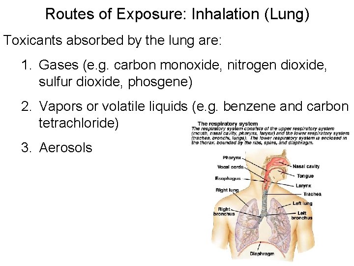 Routes of Exposure: Inhalation (Lung) Toxicants absorbed by the lung are: 1. Gases (e.