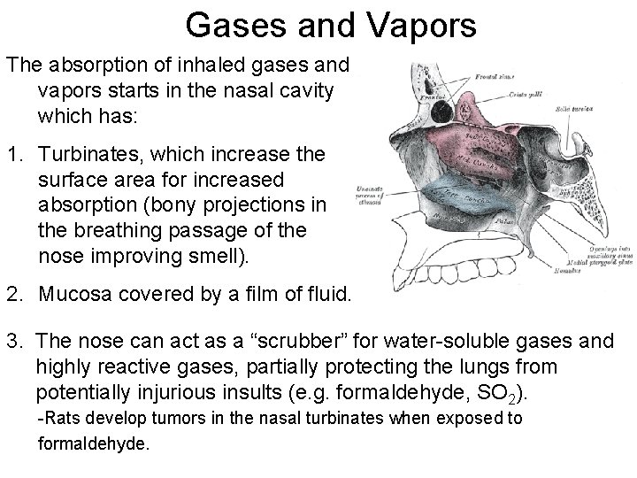 Gases and Vapors The absorption of inhaled gases and vapors starts in the nasal