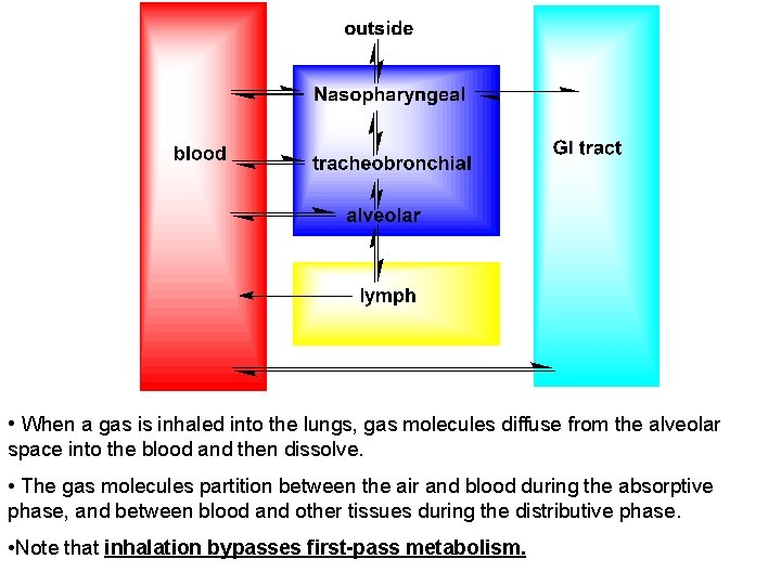  • When a gas is inhaled into the lungs, gas molecules diffuse from