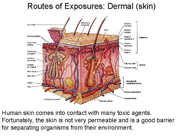 Routes of Exposures: Dermal (skin) Human skin comes into contact with many toxic agents.