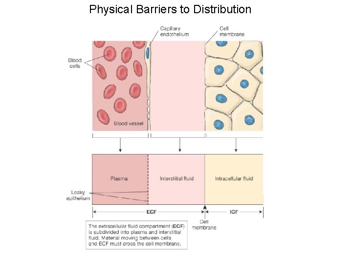 Physical Barriers to Distribution 