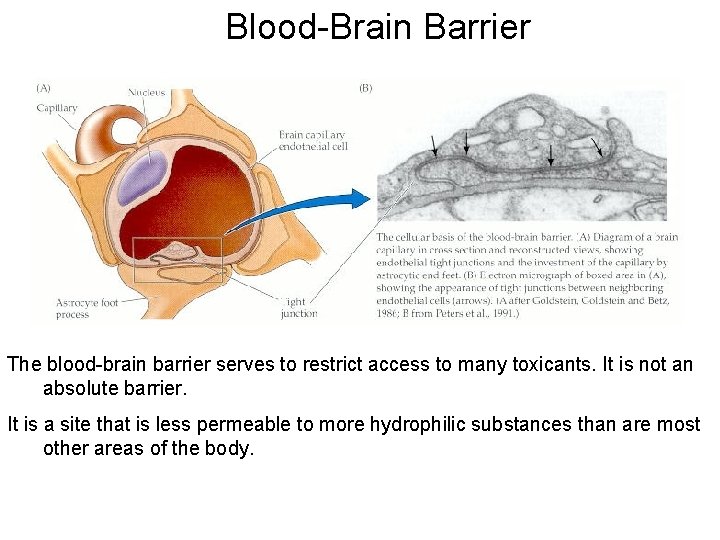 Blood-Brain Barrier The blood-brain barrier serves to restrict access to many toxicants. It is