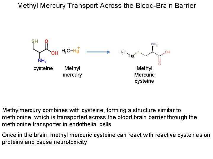 Methyl Mercury Transport Across the Blood-Brain Barrier cysteine Methyl mercury Methyl Mercuric cysteine Methylmercury