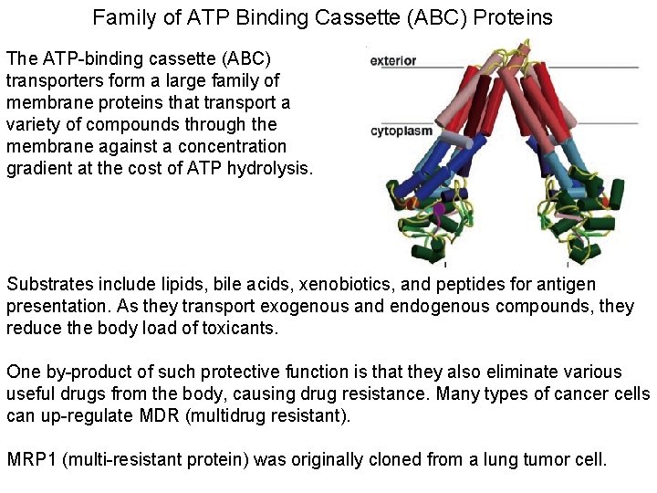 Family of ATP Binding Cassette (ABC) Proteins The ATP-binding cassette (ABC) transporters form a