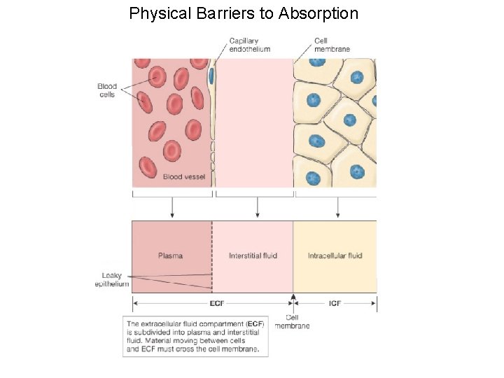Physical Barriers to Absorption 