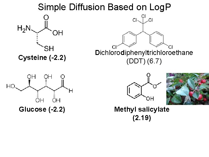 Simple Diffusion Based on Log. P Cysteine (-2. 2) Glucose (-2. 2) Dichlorodiphenyltrichloroethane (DDT)