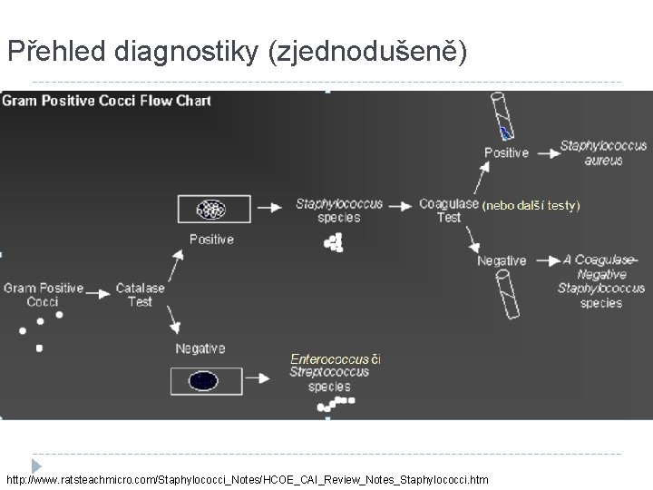 Přehled diagnostiky (zjednodušeně) (nebo další testy) http: //www. ratsteachmicro. com/Staphylococci_Notes/HCOE_CAI_Review_Notes_Staphylococci. htm 