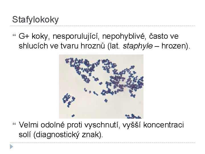 Stafylokoky G+ koky, nesporulující, nepohyblivé, často ve shlucích ve tvaru hroznů (lat. staphyle –