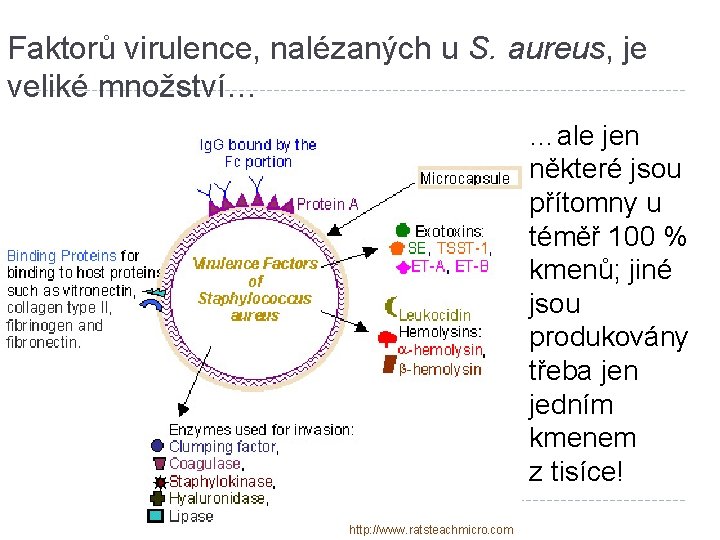 Faktorů virulence, nalézaných u S. aureus, je veliké množství… …ale jen některé jsou přítomny