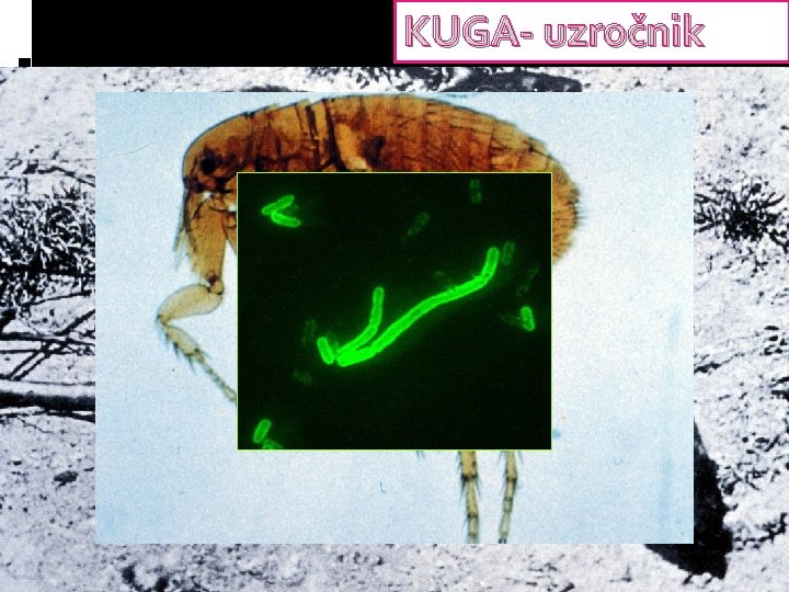 KUGA- uzročnik 