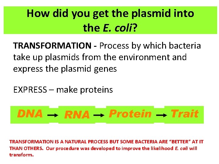 How did you get the plasmid into the E. coli? TRANSFORMATION - Process by