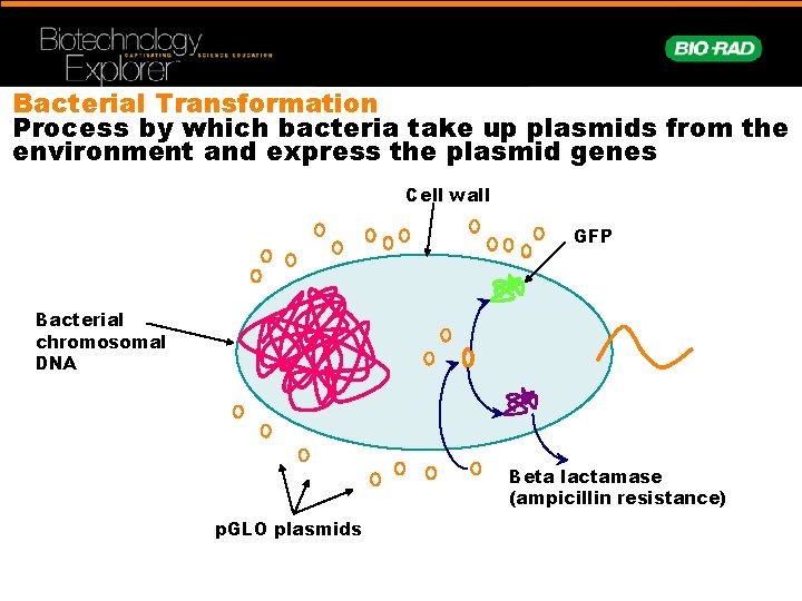 Bacterial Transformation Process by which bacteria take up plasmids from the environment and express