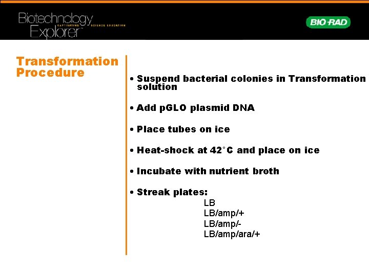 Transformation Procedure • Suspend bacterial colonies in Transformation solution • Add p. GLO plasmid