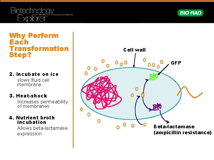 Why Perform Each Transformation Step? Cell wall GFP 2. Incubate on ice slows fluid