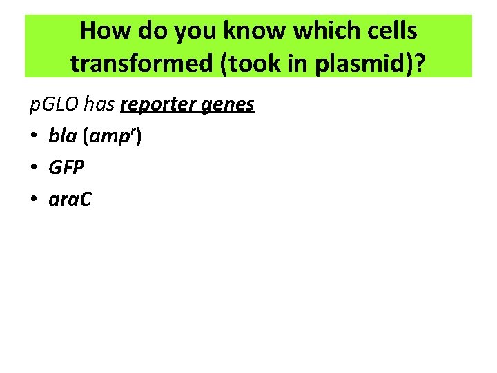 How do you know which cells transformed (took in plasmid)? p. GLO has reporter