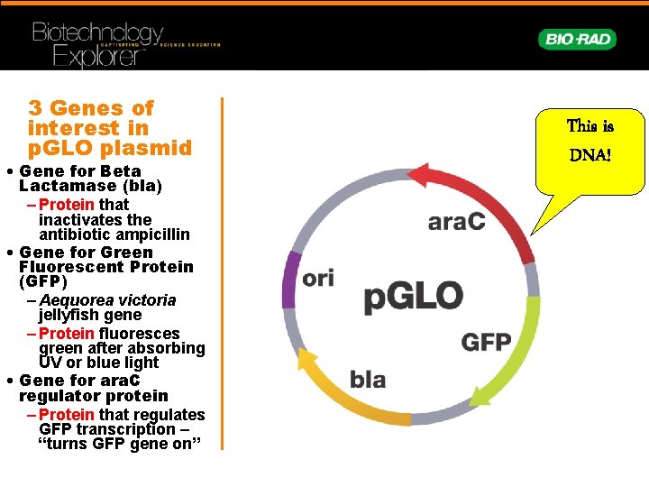 3 Genes of interest in p. GLO plasmid • Gene for Beta Lactamase (bla)