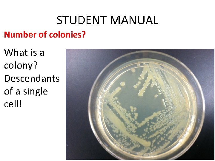 STUDENT MANUAL Number of colonies? What is a colony? Descendants of a single cell!