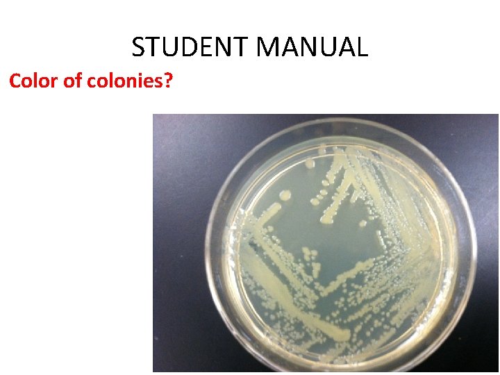 STUDENT MANUAL Color of colonies? 