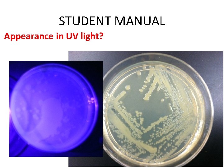 STUDENT MANUAL Appearance in UV light? 