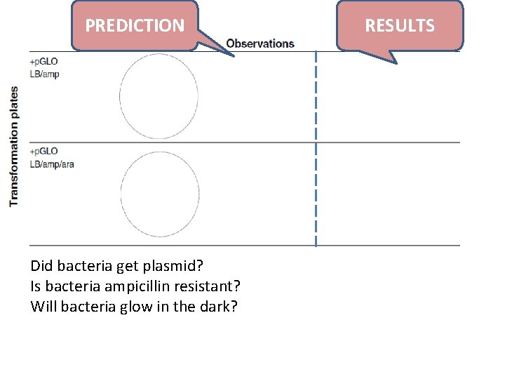 PREDICTION Did bacteria get plasmid? Is bacteria ampicillin resistant? Will bacteria glow in the