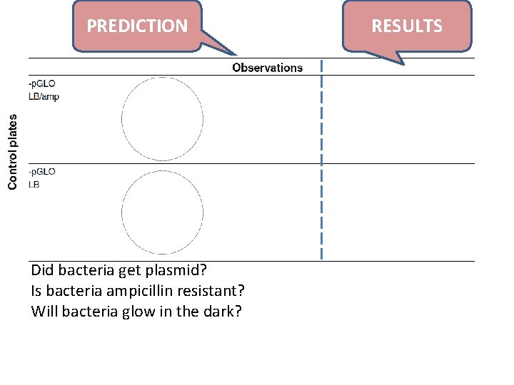 PREDICTION Did bacteria get plasmid? Is bacteria ampicillin resistant? Will bacteria glow in the