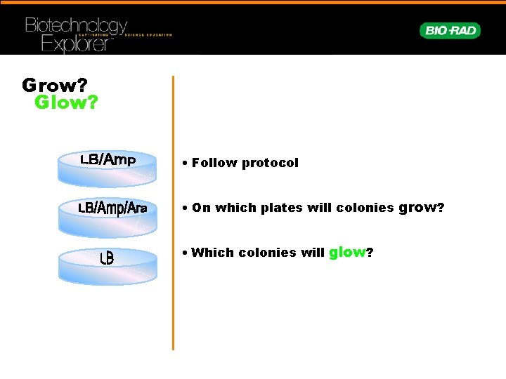 Grow? Glow? • Follow protocol • On which plates will colonies grow? • Which