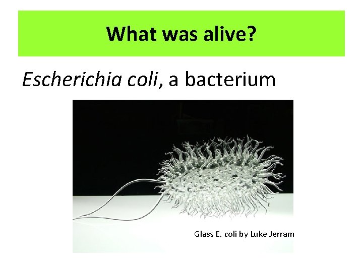 What was alive? Escherichia coli, a bacterium Glass E. coli by Luke Jerram 