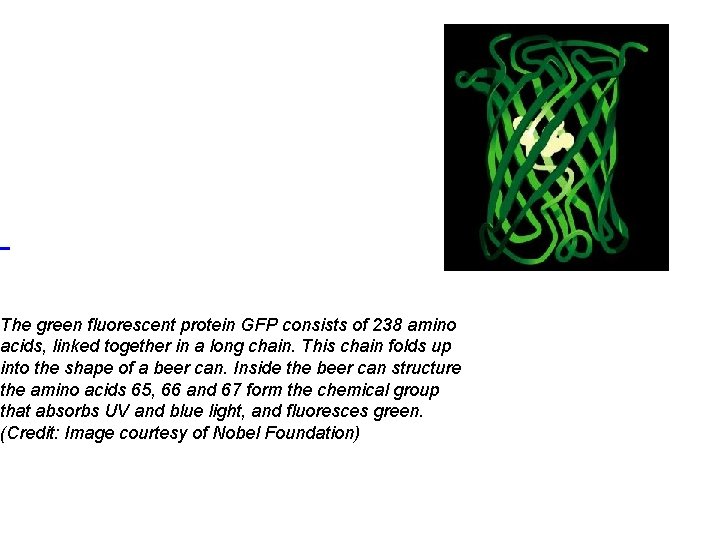  The green fluorescent protein GFP consists of 238 amino acids, linked together in