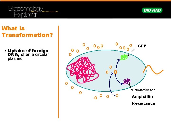 What is Transformation? • Uptake of foreign DNA, often a circular plasmid GFP Beta-lactamase